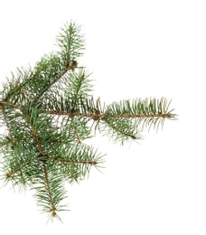 Photo of Christmas tree branch on white background