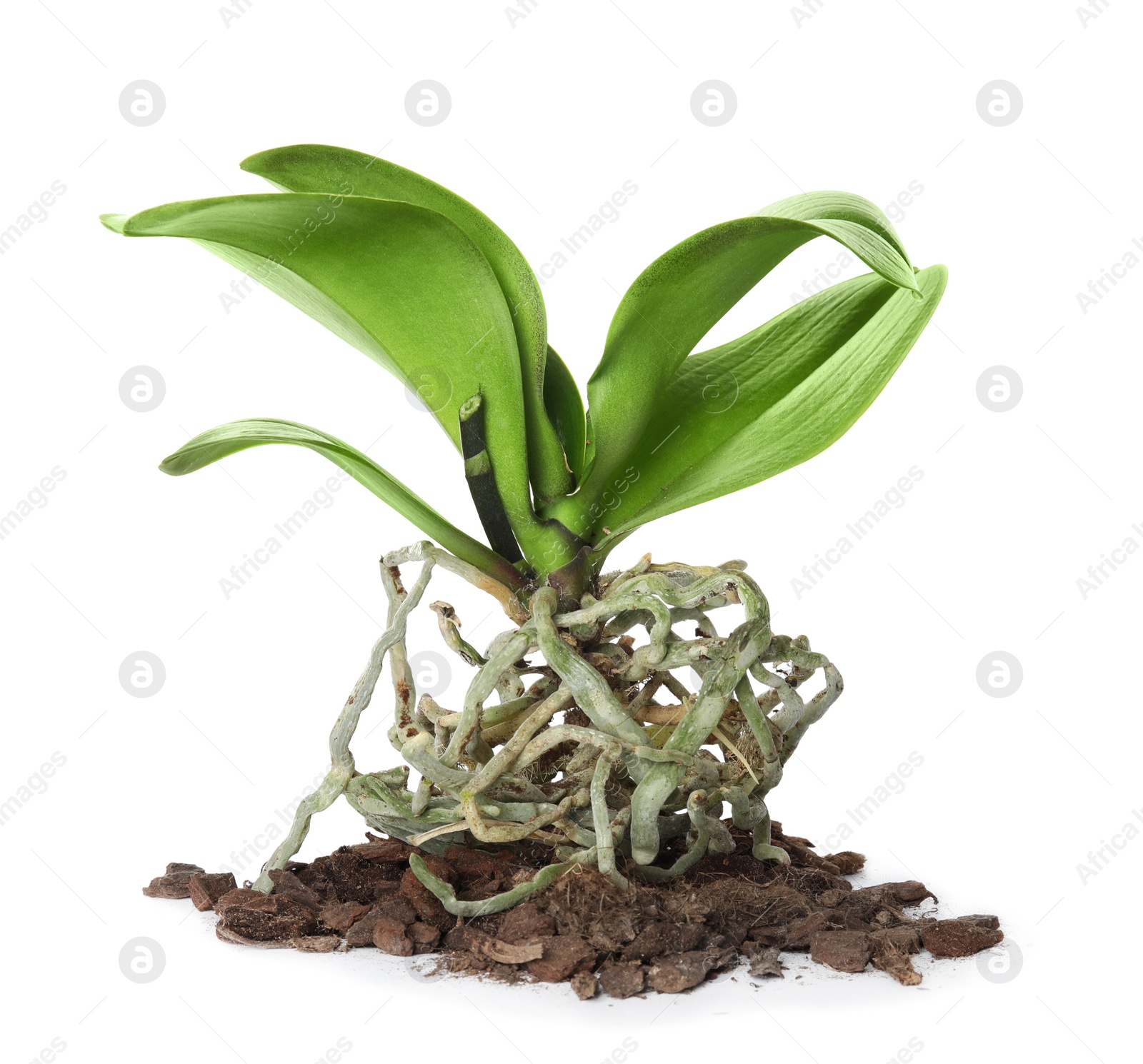 Photo of Orchid plant with soil on white background