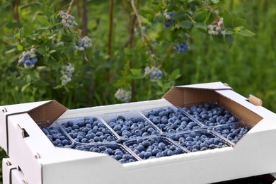 Photo of Box with containers of fresh blueberries outdoors. Seasonal berries