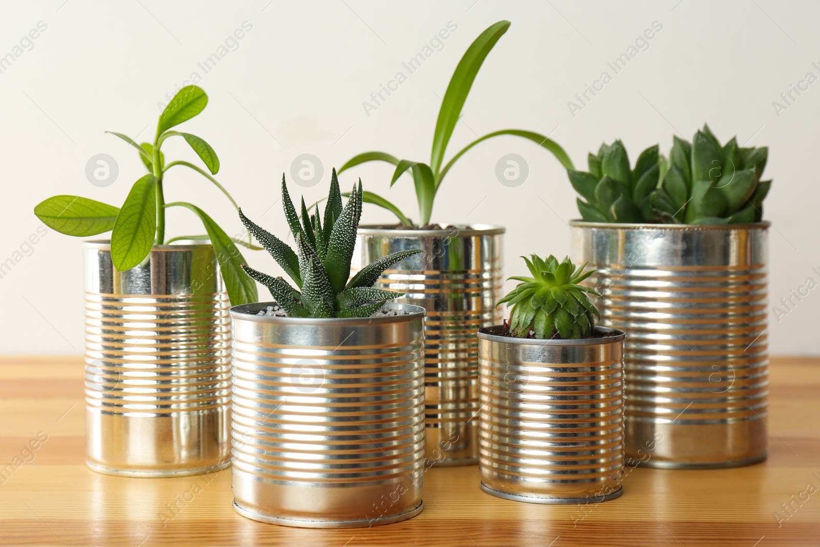 Photo of Beautiful houseplants in tin cans on wooden table