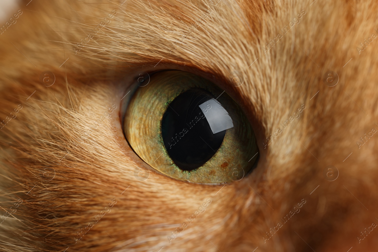 Photo of Cute ginger domesticated cat, macro view of eye