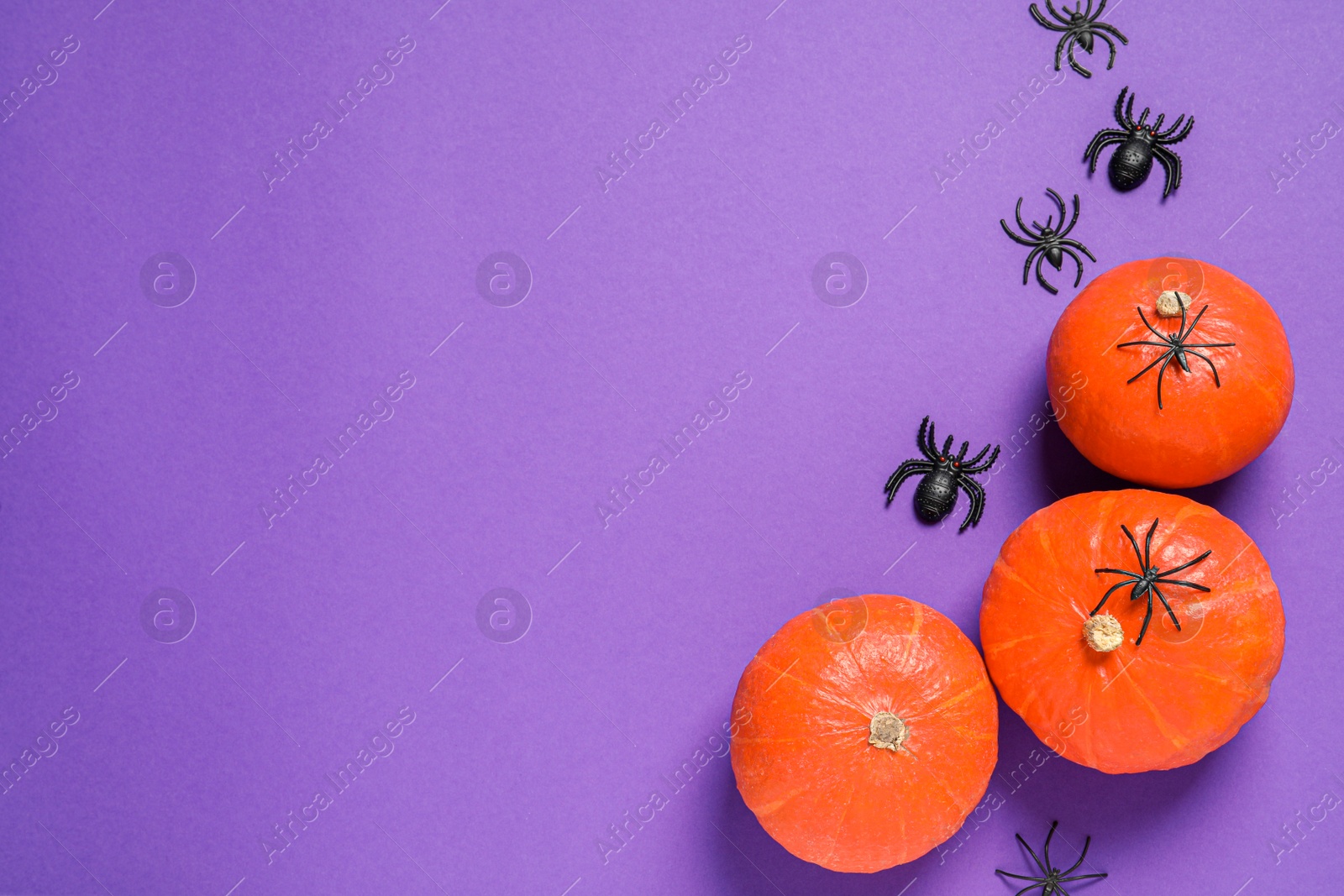 Photo of Flat lay composition with pumpkins and spiders on purple background, space for text. Halloween decor