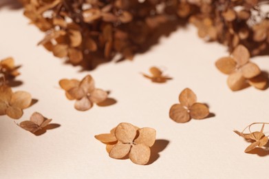 Photo of Beautiful dried hortensia flowers on beige background