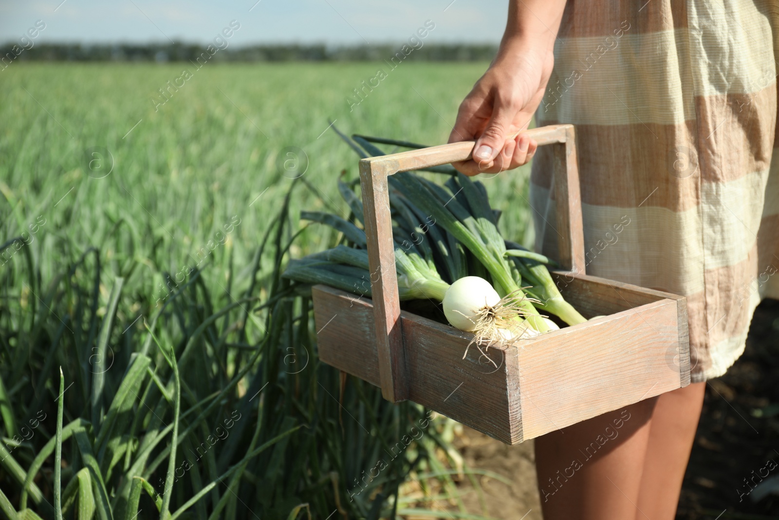 Photo of Woman holding wooden basket with fresh green onions in field, closeup