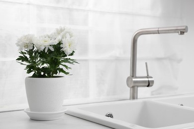 Pot with beautiful chrysanthemum on white countertop in kitchen. Space for text