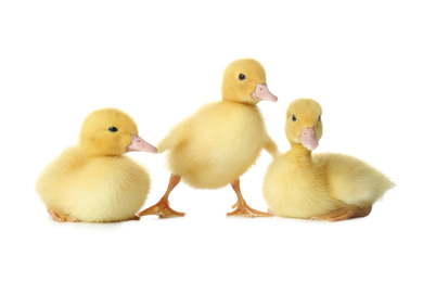 Photo of Cute fluffy goslings on white background. Farm animals