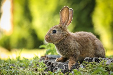 Photo of Cute fluffy rabbit on tree stump among green grass outdoors. Space for text