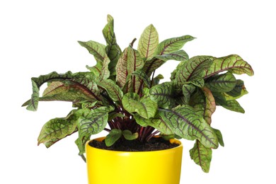 Photo of Sorrel plant in pot isolated on white