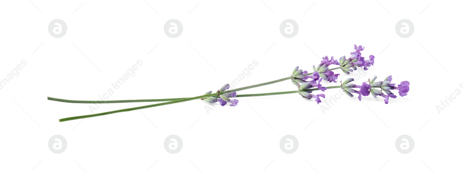 Photo of Beautiful aromatic lavender flowers isolated on white