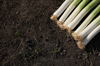 Photo of Fresh raw leeks on ground outdoors, flat lay. Space for text