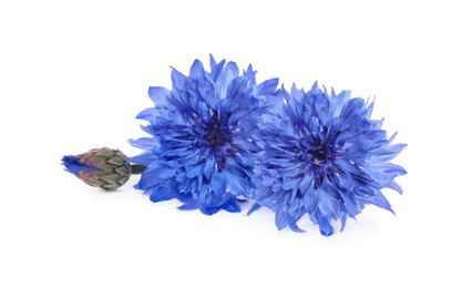 Image of Beautiful tender blue cornflowers isolated on white
