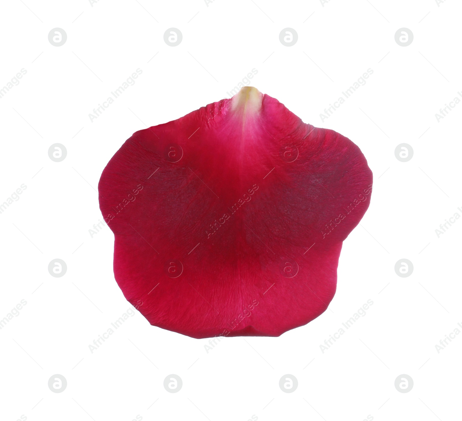 Photo of Red rose flower petal on white background