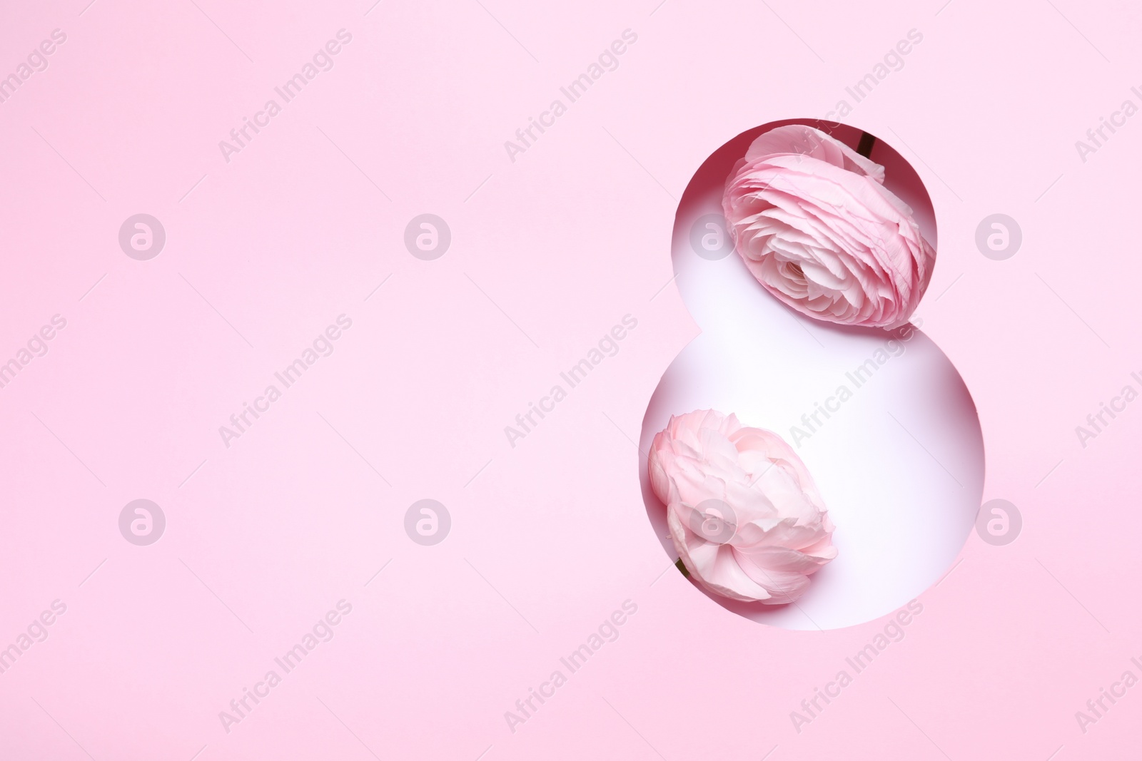 Photo of 8 March greeting card design with ranunculus flowers and space for text, top view. Happy International Women's Day