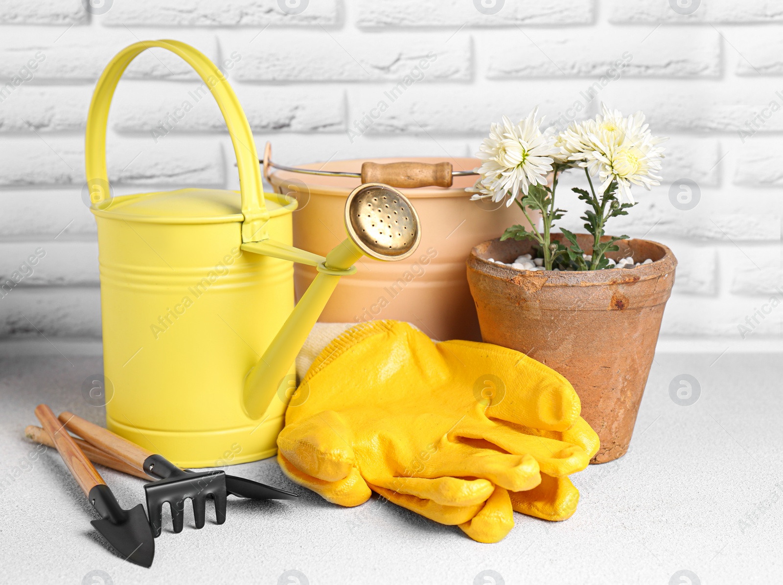 Photo of Basket with watering can, gardening tools and beautiful plant on table near white brick wall