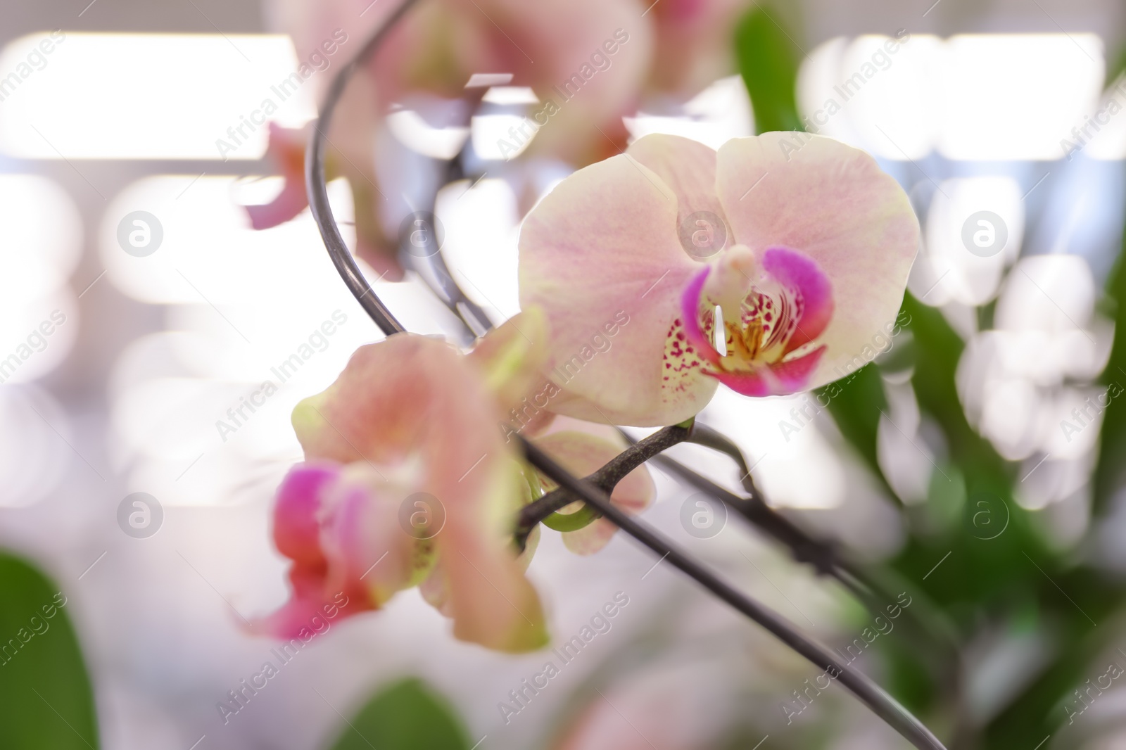 Photo of Beautiful blooming tropical orchid in store, closeup