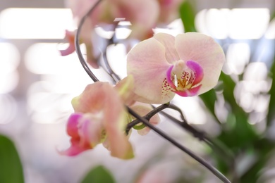 Beautiful blooming tropical orchid in store, closeup