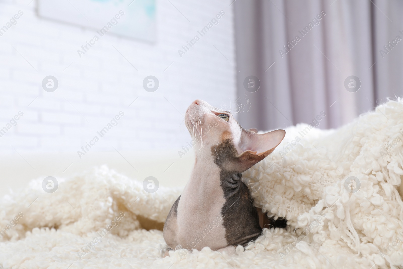 Photo of Adorable Sphynx cat under blanket on sofa at home, space for text. Cute friendly pet