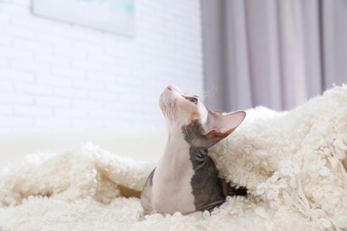 Adorable Sphynx cat under blanket on sofa at home, space for text. Cute friendly pet