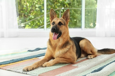 Cute German shepherd dog at home. Lovely pet