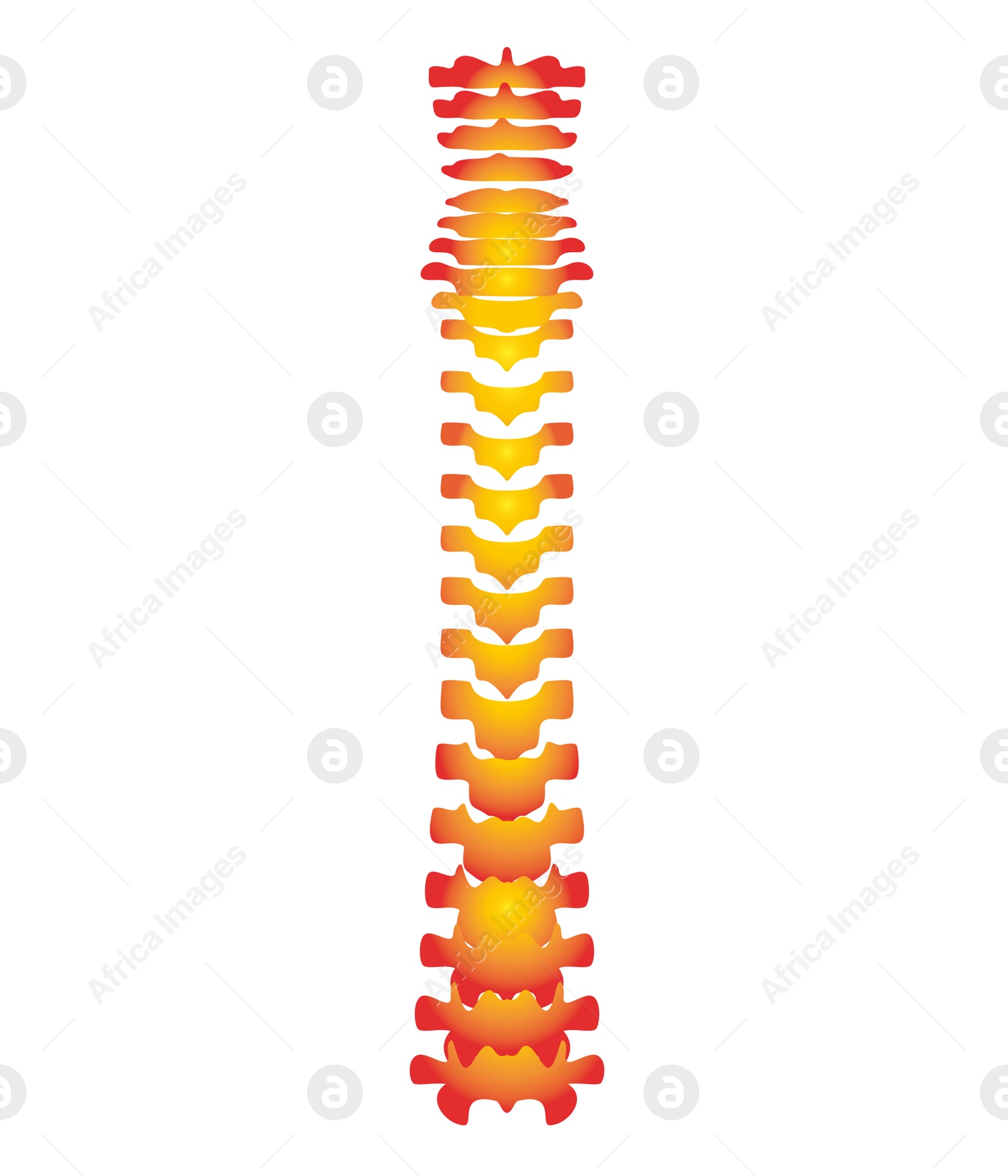 Illustration of  human spine on white background