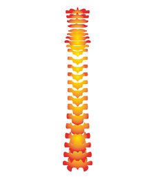 Illustration of  human spine on white background