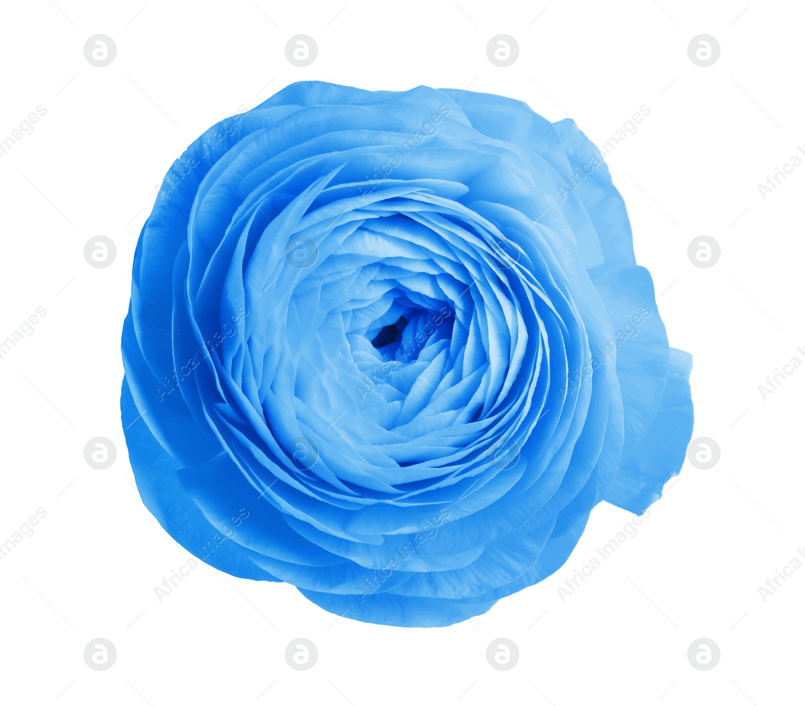 Image of Beautiful light blue ranunculus flower on white background