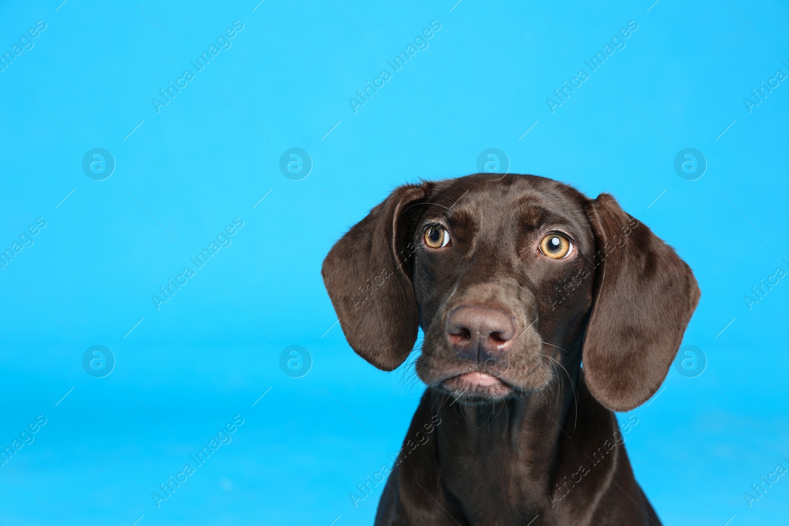 Photo of German Shorthaired Pointer dog on light blue background. Space for text