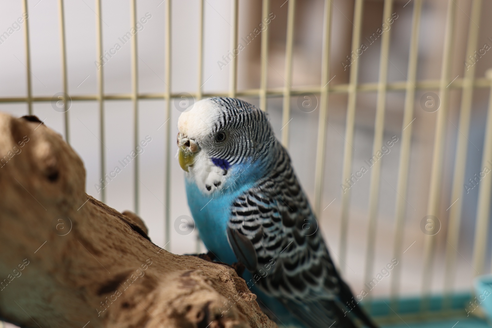 Photo of Beautiful bright parrot on branch. Exotic pet