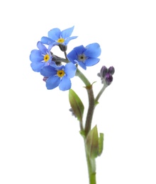 Photo of Amazing spring forget-me-not flowers on white background