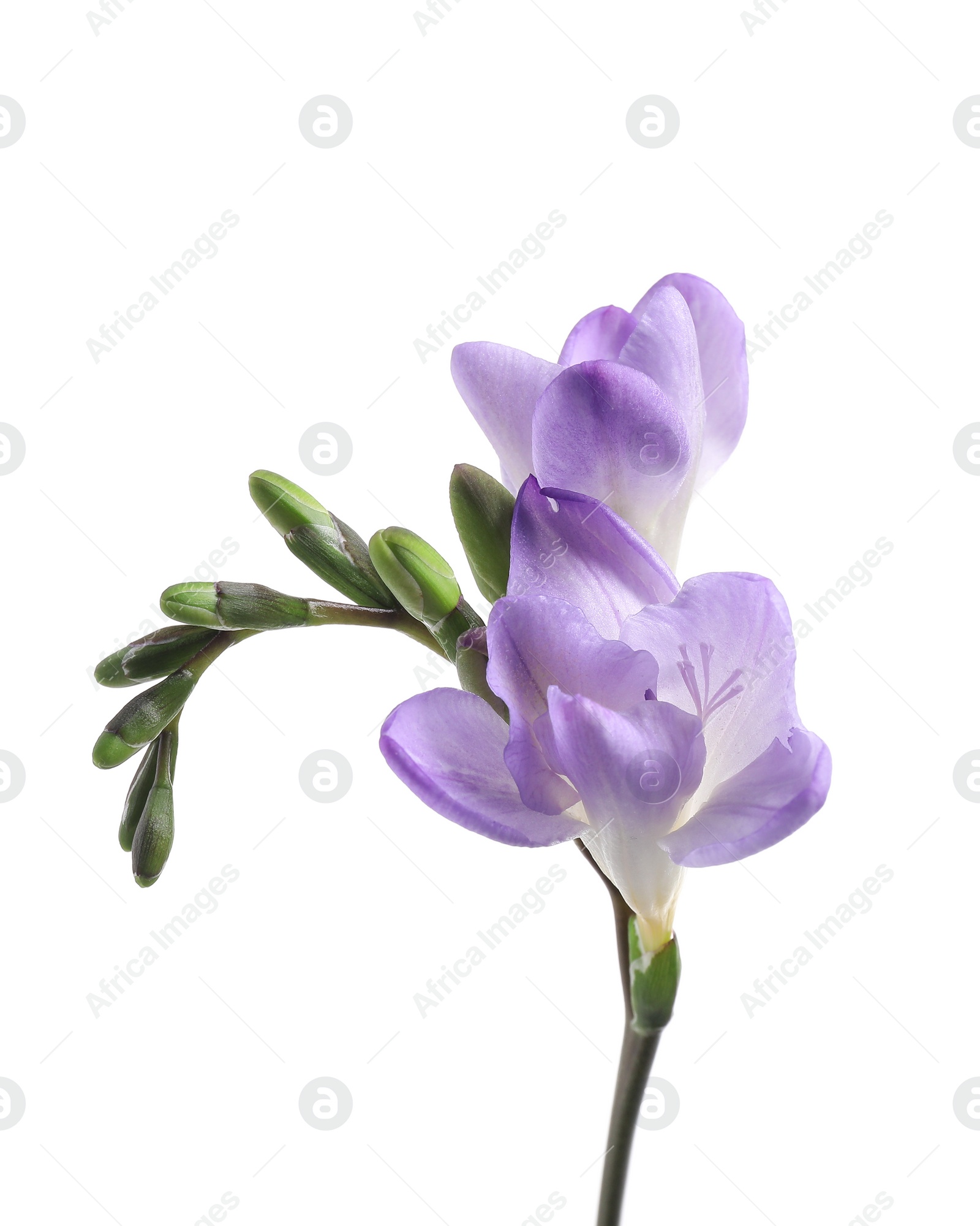 Photo of Beautiful violet freesia flower isolated on white