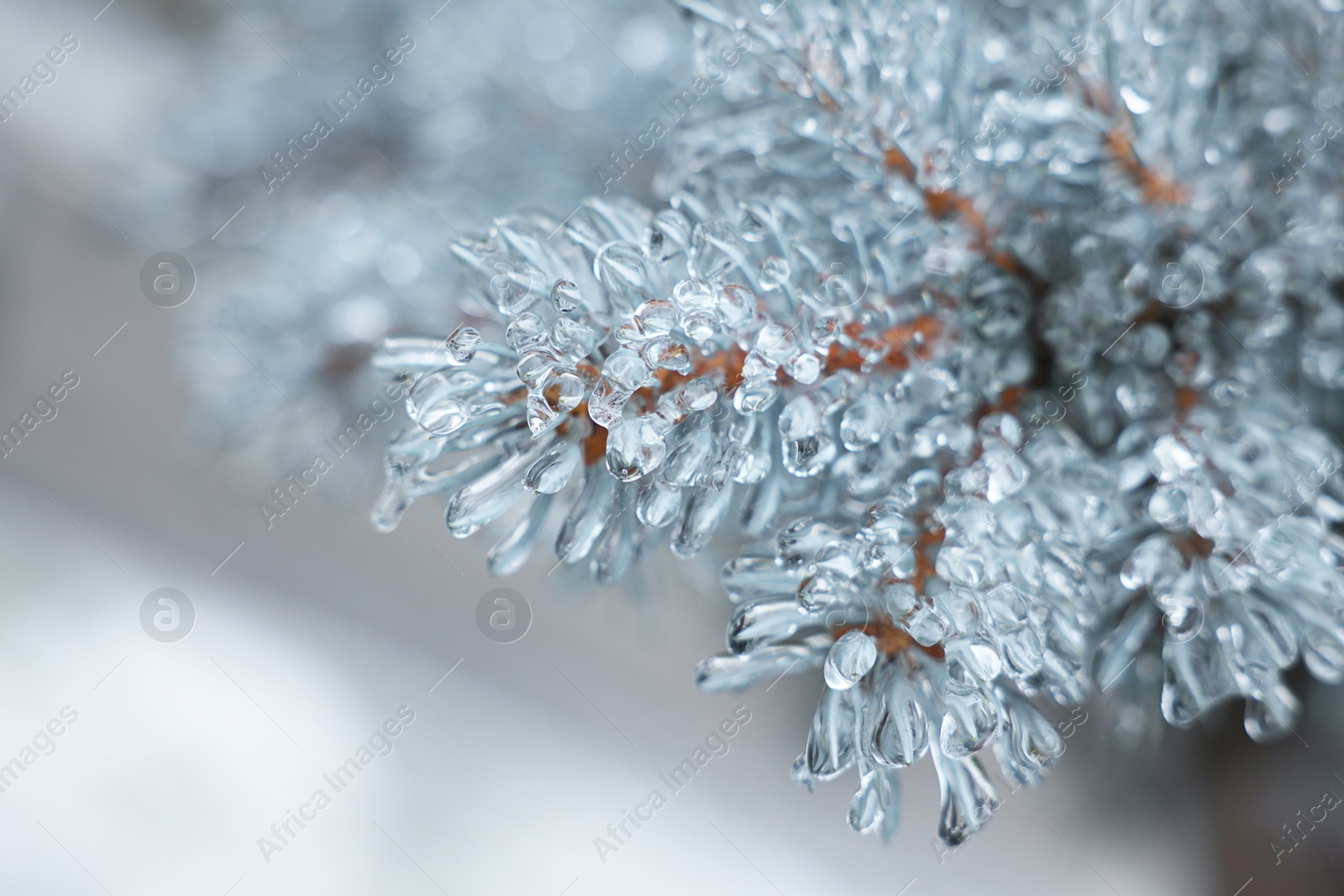 Photo of Closeup view of blue spruce in ice glaze outdoors on winter day