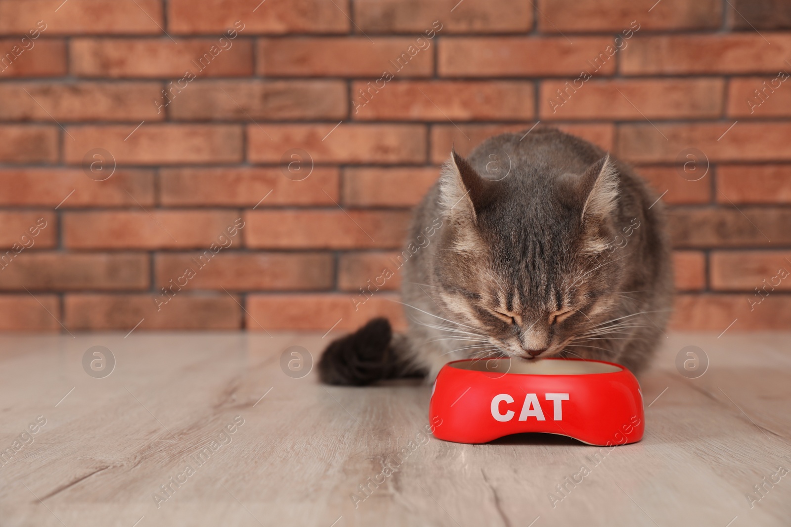 Photo of Adorable cat near bowl of food indoors. Pet care