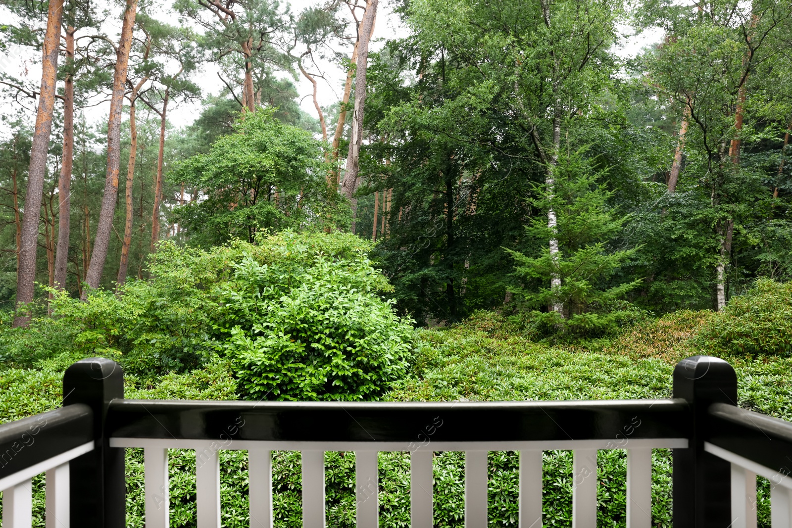 Photo of Beautiful forest with many different green plants, view from balcony