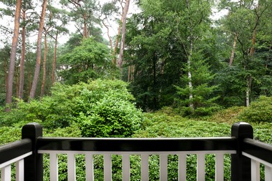 Photo of Beautiful forest with many different green plants, view from balcony