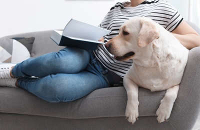 Photo of Adorable yellow labrador retriever with owner on couch indoors