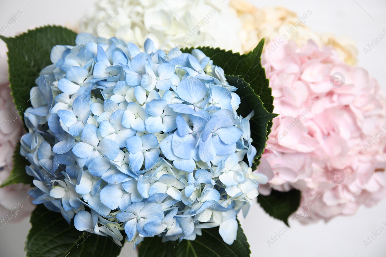 Photo of Beautiful hydrangea flowers on white background, closeup