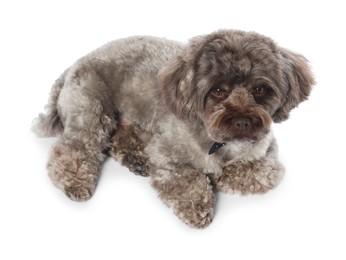 Photo of Cute Maltipoo dog with bow tie on white background. Lovely pet