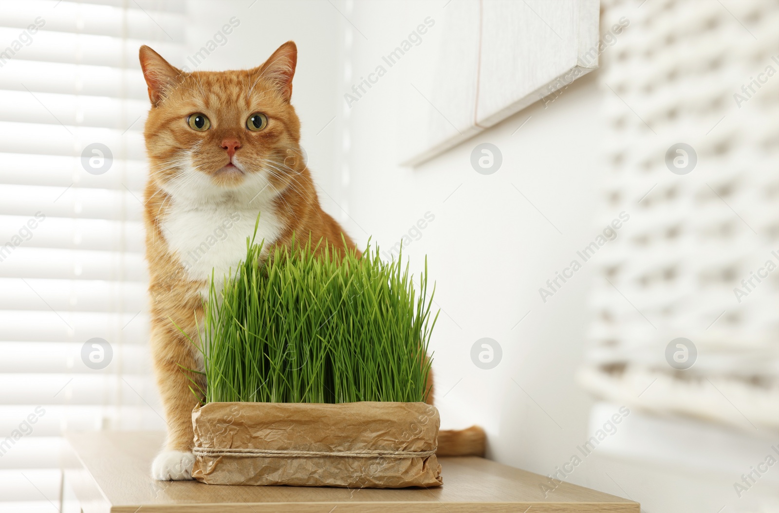 Photo of Cute ginger cat near potted green grass on wooden table indoors, space for text