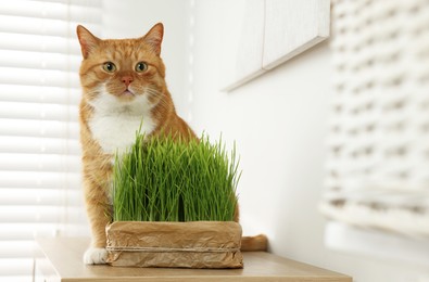 Cute ginger cat near potted green grass on wooden table indoors, space for text