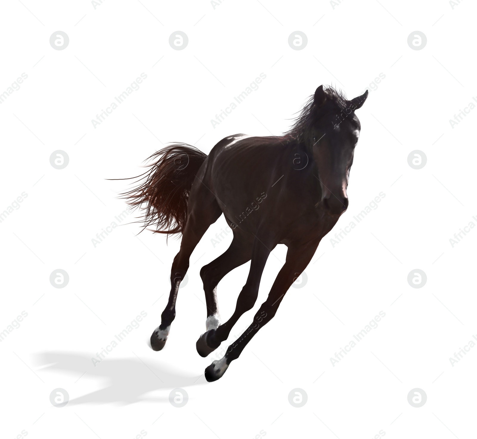 Image of Dark bay horse running on white background. Beautiful pet