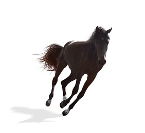 Image of Dark bay horse running on white background. Beautiful pet