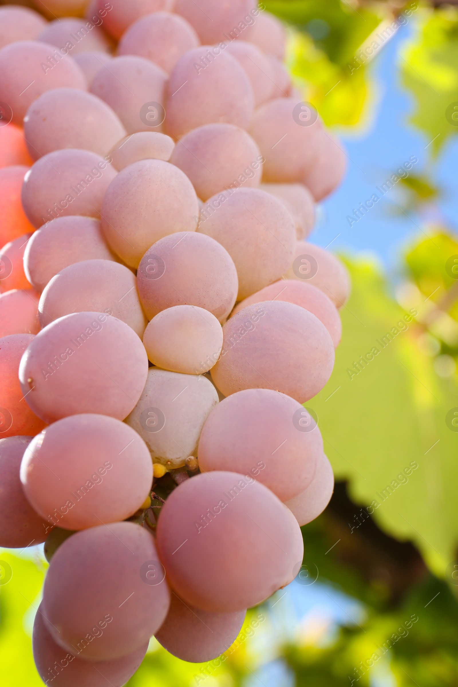 Photo of Beautiful tasty grapes growing in vineyard, closeup