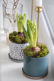Photo of Potted hyacinths on window sill indoors. First spring flowers