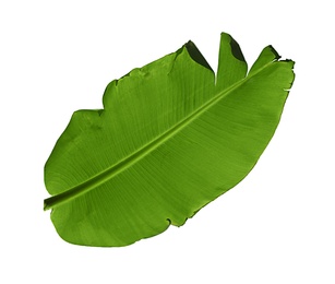 Photo of Green leaf of banana plant isolated on white