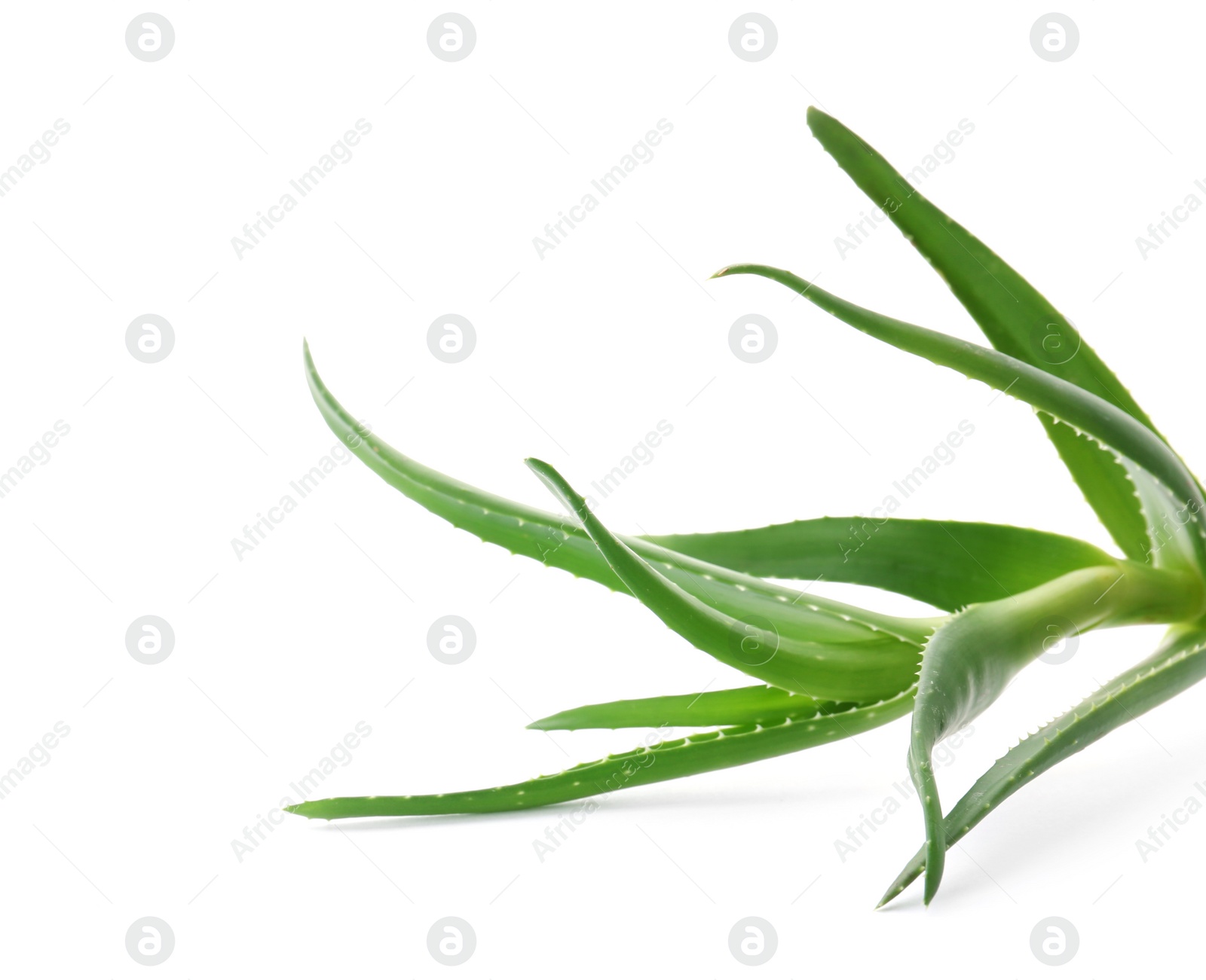 Photo of Aloe vera with green leaves on white background