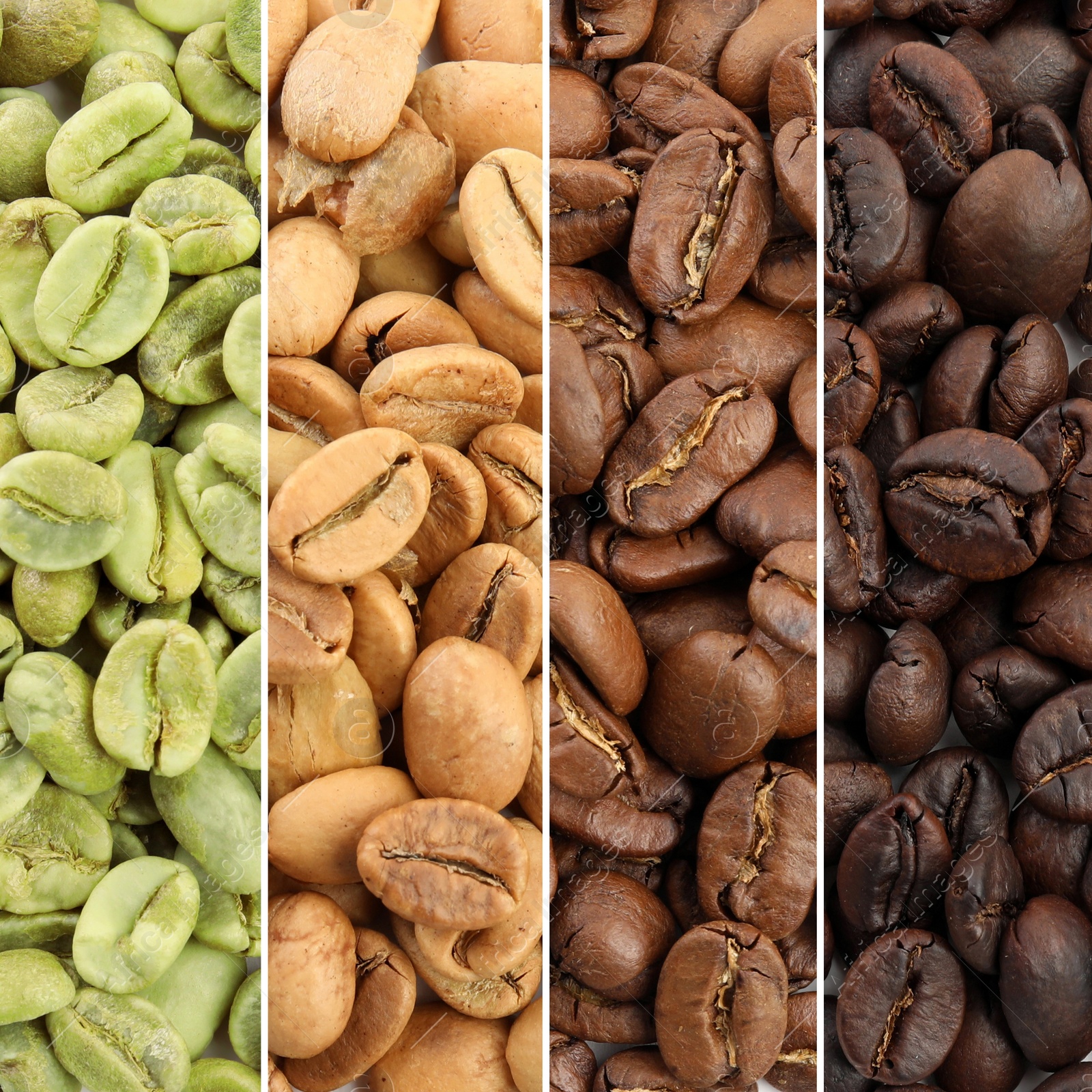 Image of Green and roasted coffee beans, top view. Collage