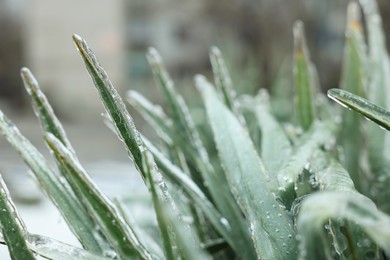 Photo of Grass in ice glaze outdoors on winter day, closeup