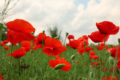 Photo of Beautiful red poppy flowers growing in field, closeup