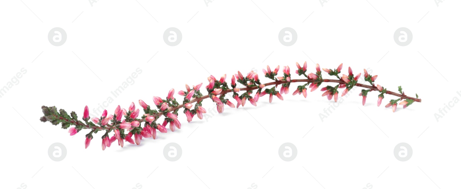 Photo of Sprig of heather with beautiful flowers isolated on white