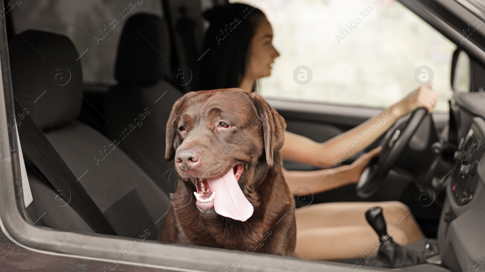 Photo of Funny Chocolate Labrador Retriever dog and young woman in modern car